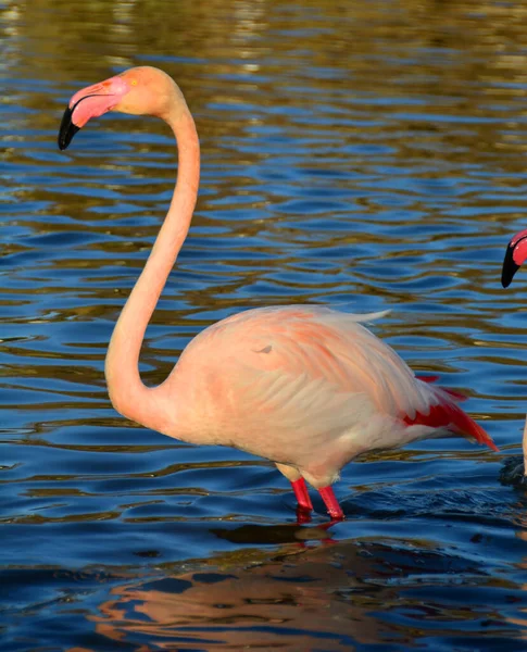 Greater Flamingo Deep Water — Stock Photo, Image
