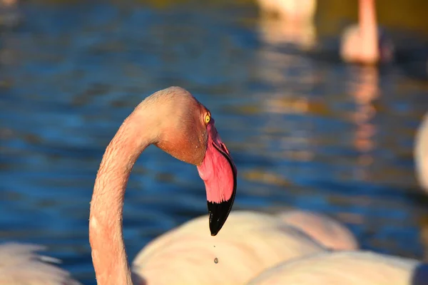 Капля Воды Капает Клюва Фламинго — стоковое фото