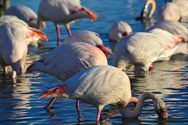 Eine Herde Großer Flamingos Füttert — Stockfoto