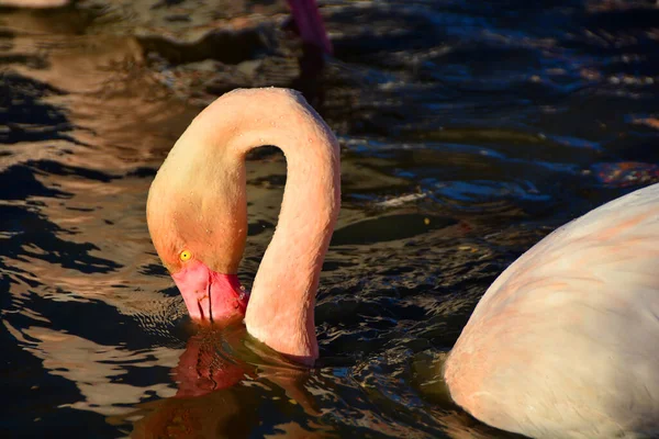 Ein Flamingo Ernährt Sich Wasser — Stockfoto