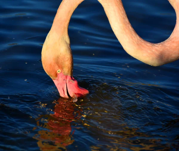 Питание Фламинго Воде — стоковое фото