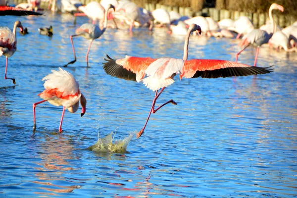 Greater Flamingo Běží Vodě — Stock fotografie