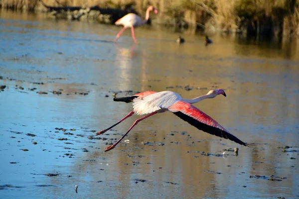 Velký Flamingo Letící Nad Lagunou — Stock fotografie