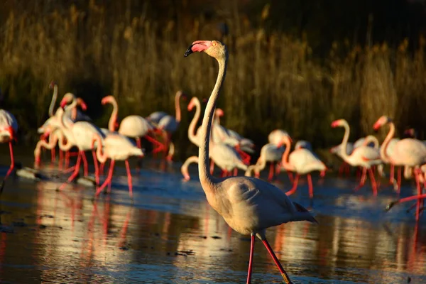 Greater Flamingo Stridiing Its Head Held High — Stock fotografie