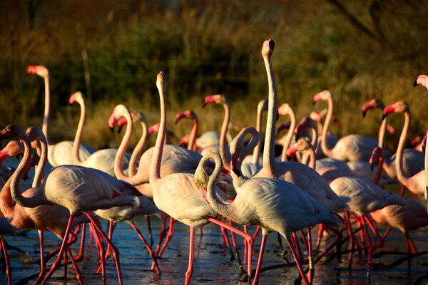 A flock of Flamingos wading in a lagoon