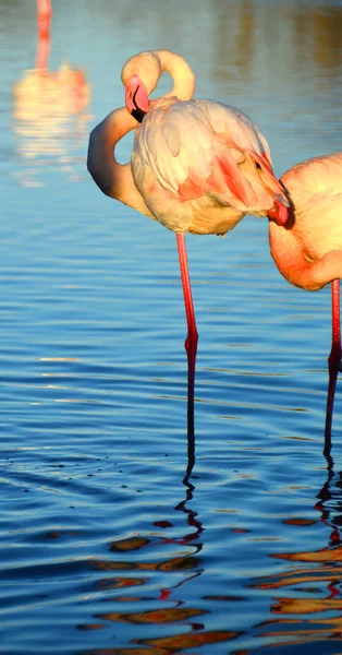Фламинго Покоится Одной Ноге — стоковое фото