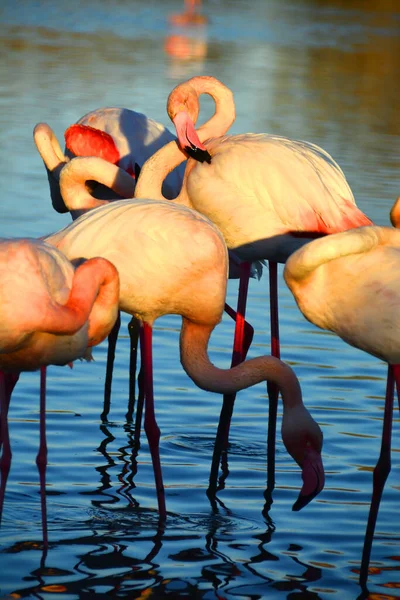 Eine Schar Flamingos Bei Sonnenuntergang — Stockfoto