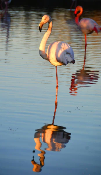 Фламинго Отдыхает Одной Ноге Готовится Сну — стоковое фото