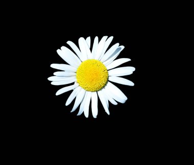 Güneşin Gözü 'nü temsil eden Daisy. Ayrıca annelik ve saflığın sembolü. Siyah bir arkaplan ile izole edilmiş