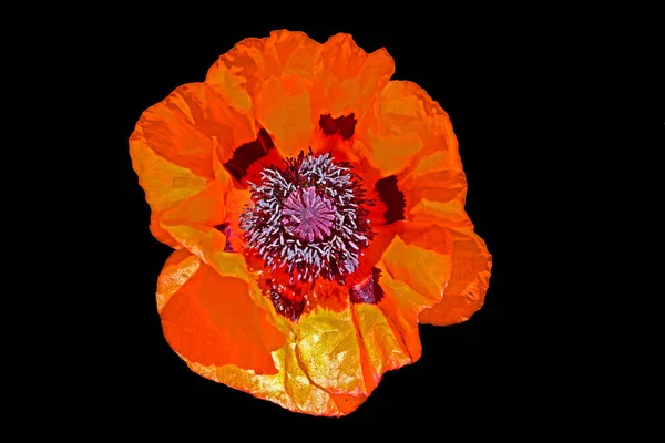 Red Asiatic Poppy Flower White Background — Stock Photo, Image