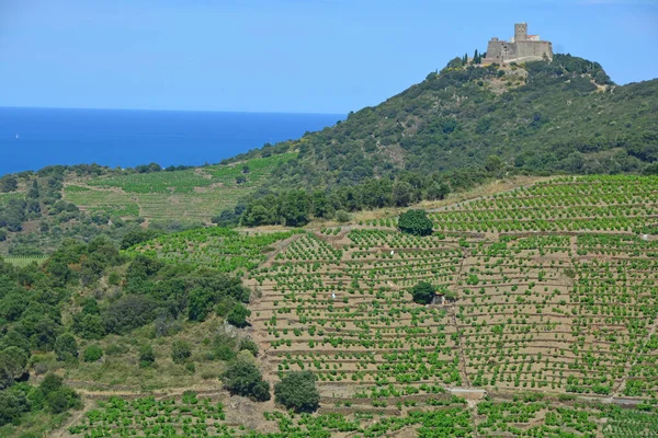 Старый Замок Вершине Холма Юге Франции Видом Средиземное Море Виноградники — стоковое фото