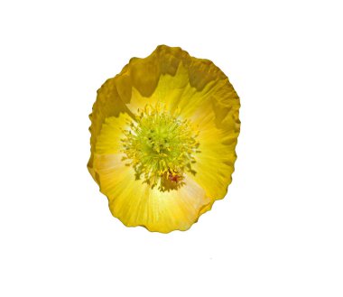 Beyaz arka planda izole edilmiş güzel sarı gelincik çiçeğinin yakın plan çekimi.