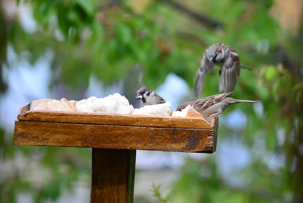 Close Shot Dari Kelompok Burung Pipit Makan Latar Belakang Alami — Stok Foto