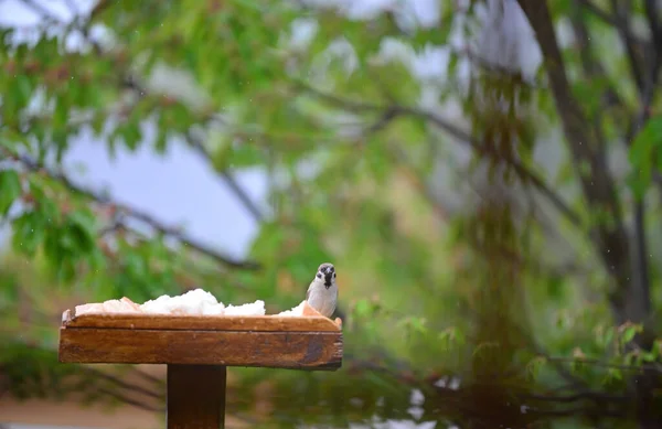 Sparrow Bird Table Looking Curious — Stock Photo, Image