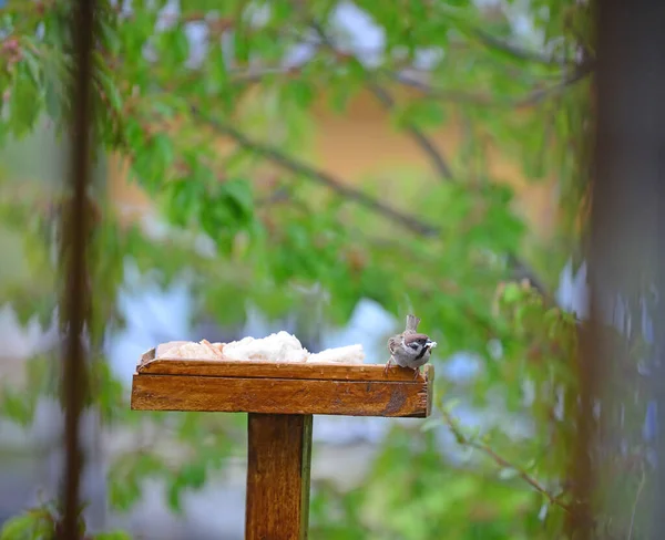 Sparrow Bird Table Take — Stock Photo, Image