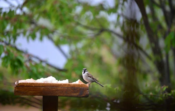 Seekor Burung Pipit Atas Meja Burung Tampak Penasaran — Stok Foto