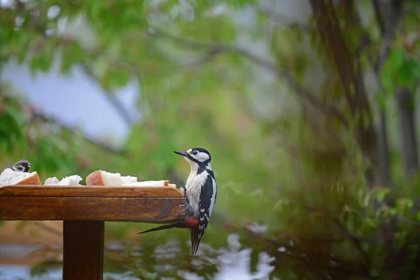 Greater Spotted Woodpecker Bird Table Sparrow — Stock Photo, Image