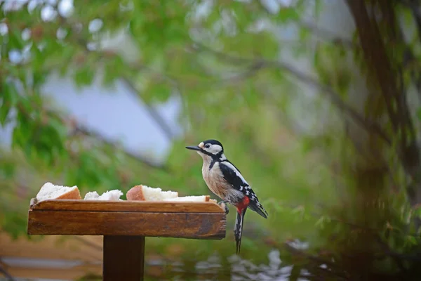 Greater Spotted Woodpecker Bird Table — Stock Photo, Image