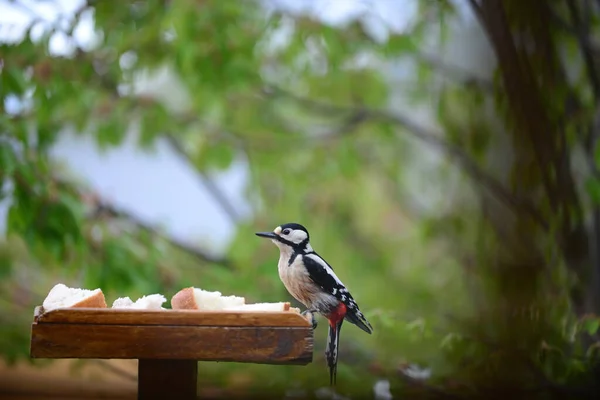 Greater Spotted Woodpecker Bird Table — Stock Photo, Image