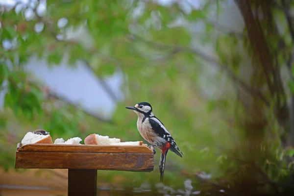 Greater Spotted Woodpecker Bird Table Facing Sparrow — Stock Photo, Image