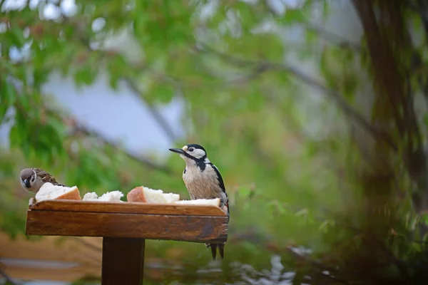 Sebuah Burung Pelatuk Besar Atas Meja Burung Yang Menghadap Burung — Stok Foto