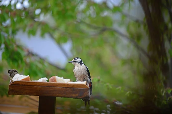 Greater Spotted Woodpecker Bird Table Seeing Sparrow — Stock Photo, Image