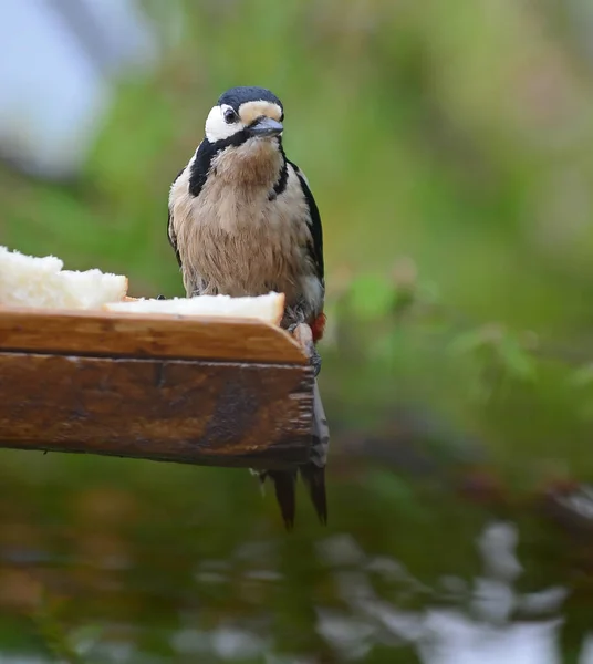 Sebuah Burung Pelatuk Besar Ditonton Atas Meja Burung Menghadap Kamera — Stok Foto