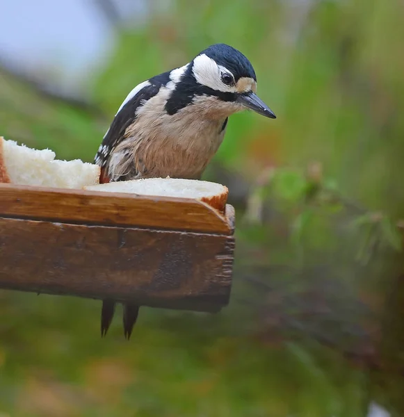 Greater Spotted Woodpecker Bertengger Atas Meja Burung — Stok Foto