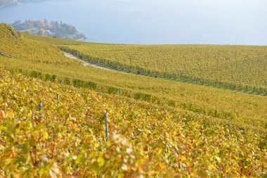 UNESCO 'nun Lavaux bölgesinde yer alan Cenevre Gölü yakınlarındaki üzüm bağlarında, sonbaharda arka planda Vevey kasabası yer almaktadır. Vaud kantonunda çekilmiş.