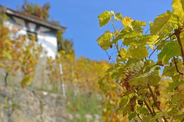 秋天的葡萄园 后面是一座白色的小房子 在沃州的瑞士拍摄的 — 图库照片