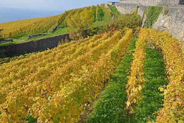 Vinodlingar Och Stenmurar Med Utsikt Över Genèvesjön Unesco Listade Området — Stockfoto