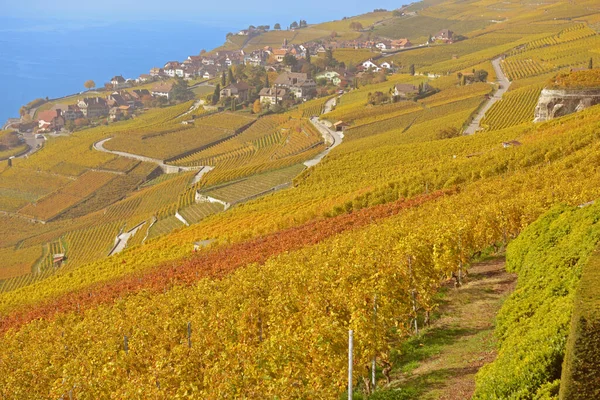 Wijngaarden Aan Het Meer Van Genève Het Unesco Gebied Lavaux — Stockfoto