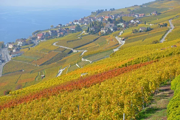 Weinberge Genfer See Unesco Weltnaturerbe Lavaux Herbst Aufgenommen Schweizer Kanton — Stockfoto