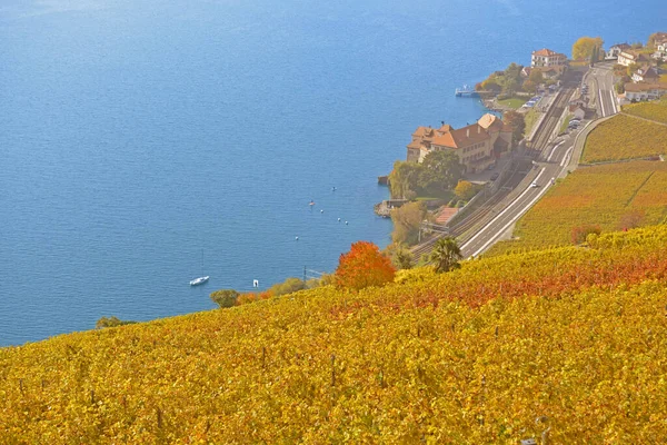 Vinodlingar Med Utsikt Över Genèvesjön Unesco Listade Området Lavaux Höst — Stockfoto