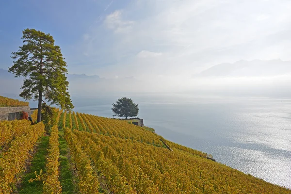 Vinodlingar Vid Genèvesjön Unesco Listade Området Lavaux Med Alperna Bakgrunden — Stockfoto