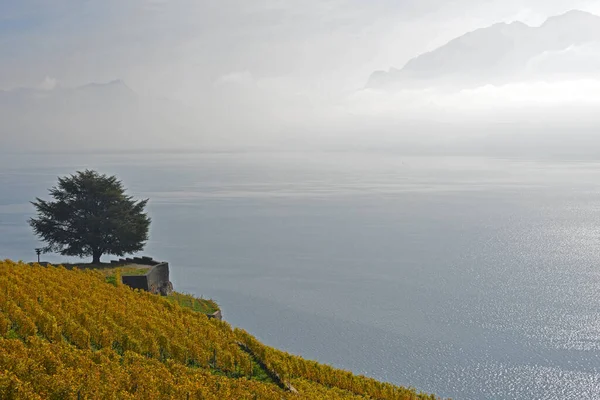 Viñedos Con Vistas Lago Ginebra Con Niebla Otoñal Montañas Fondo —  Fotos de Stock