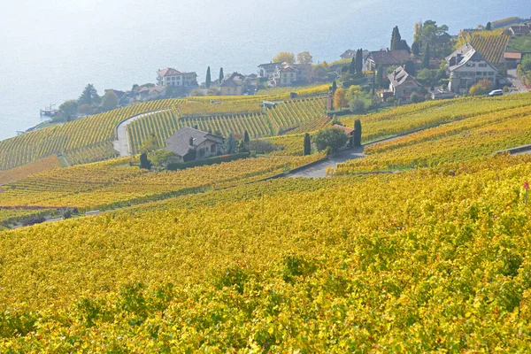 Vinodlingar Vid Genèvesjön Unesco Listade Området Lavaux Höst Tagen Den — Stockfoto