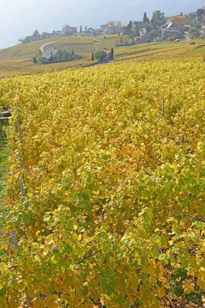 位于日内瓦湖畔的葡萄园位于联合国教科文组织列出的拉沃地区 在沃州的瑞士拍摄的 — 图库照片