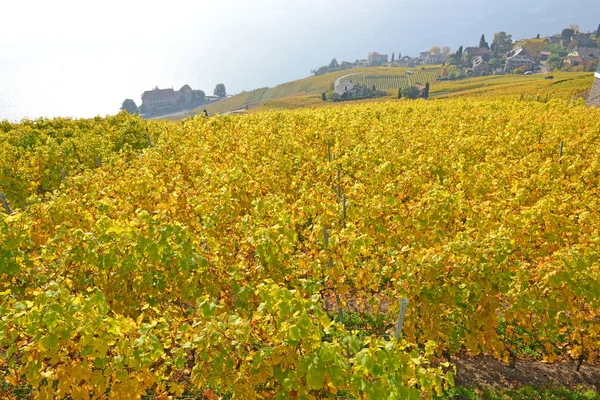 Wijngaarden Stenen Muren Met Uitzicht Het Meer Van Genève Het — Stockfoto