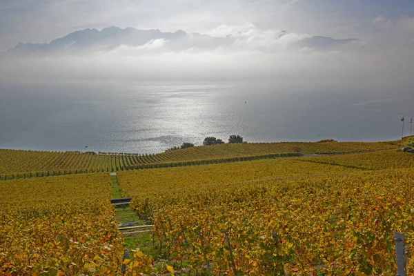 Weinberge Mit Blick Auf Den Genfer See Mit Herbstlichem Nebel — Stockfoto