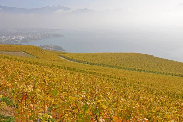 Vinodlingar Vid Genèvesjön Unesco Listade Området Lavaux Med Staden Vevey — Stockfoto