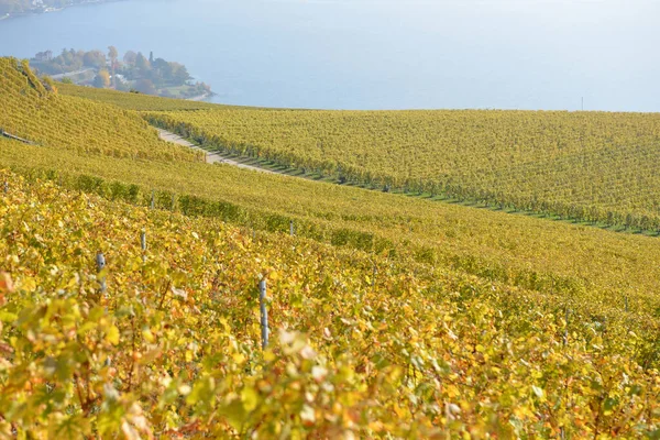 位于日内瓦湖畔的葡萄园被联合国教科文组织列为拉沃地区 秋天的背景是韦维镇 在沃州的瑞士拍摄的 — 图库照片