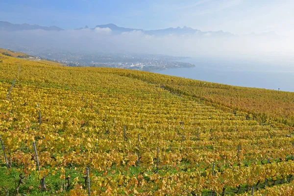 Виноградники Дивляться Женевське Озеро Туманом Горами Задньому Плані — стокове фото
