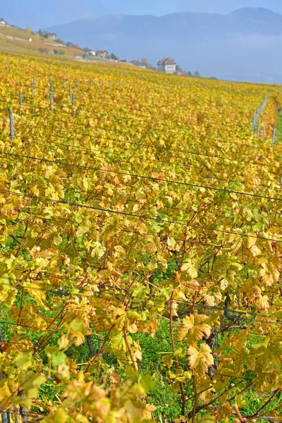 Vignobles Bord Lac Léman Dans Zone Classée Par Unesco Lavaux — Photo