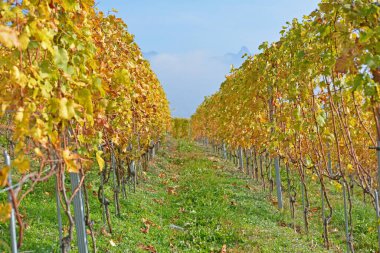 Sonbaharda UNESCO 'nun Lavaux bölgesinde yer alan Cenevre Gölü' nün sarmaşık çizgileri ve arka planda Alpler yer almaktadır. Vaud kantonunda çekilmiş.