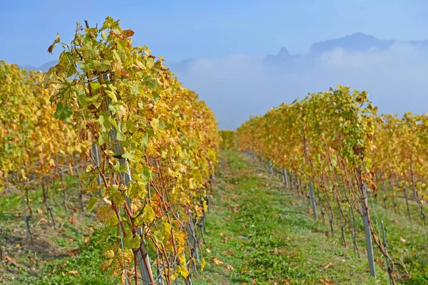 位于日内瓦湖畔的葡萄园位于联合国教科文组织列出的拉沃地区 秋天以阿尔卑斯山为背景 在沃州的瑞士拍摄的 — 图库照片