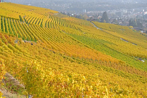 Weinberge Genfer See Unesco Weltnaturerbe Lavaux Mit Der Stadt Vevey — Stockfoto