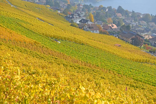 Spalierreihen Genfersee Unesco Weltkulturerbe Lavaux Herbst Hintergrund Die Stadt Vevey — Stockfoto