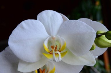 Phalaenopsis orkidesinin yakın plan görüntüsü, aynı zamanda Güve Orkidesi olarak da bilinir.