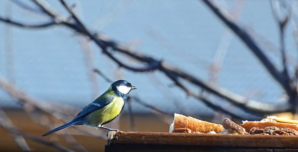 Great Tit Parus Major Contemplating Bread Bird Table — Φωτογραφία Αρχείου